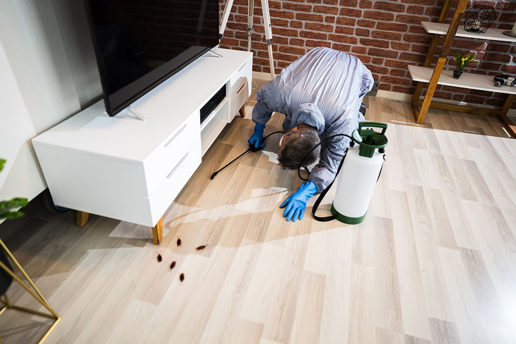 Pest,Control,Exterminator,Services,Spraying,Cockroach,Insecticide